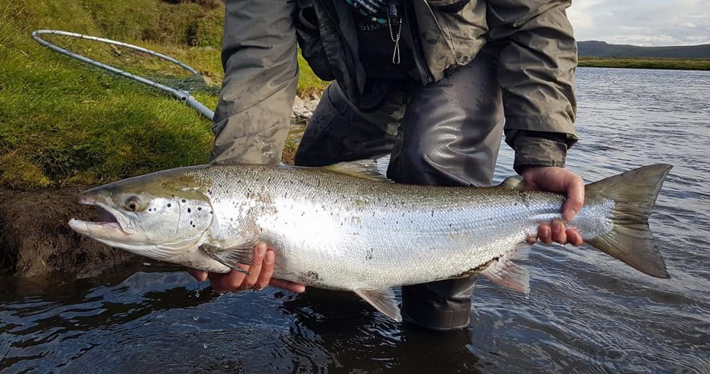 Stór lax