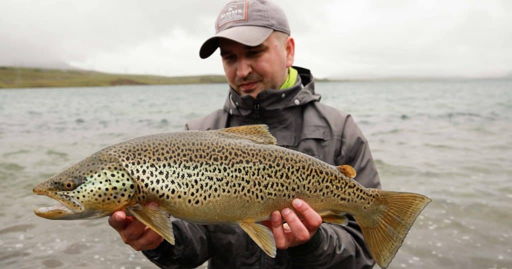 Kaldárhöfði urriði