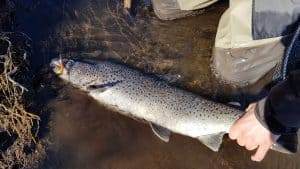 Tungufljót í Skaftártungu veiðimaður með sjóbirting