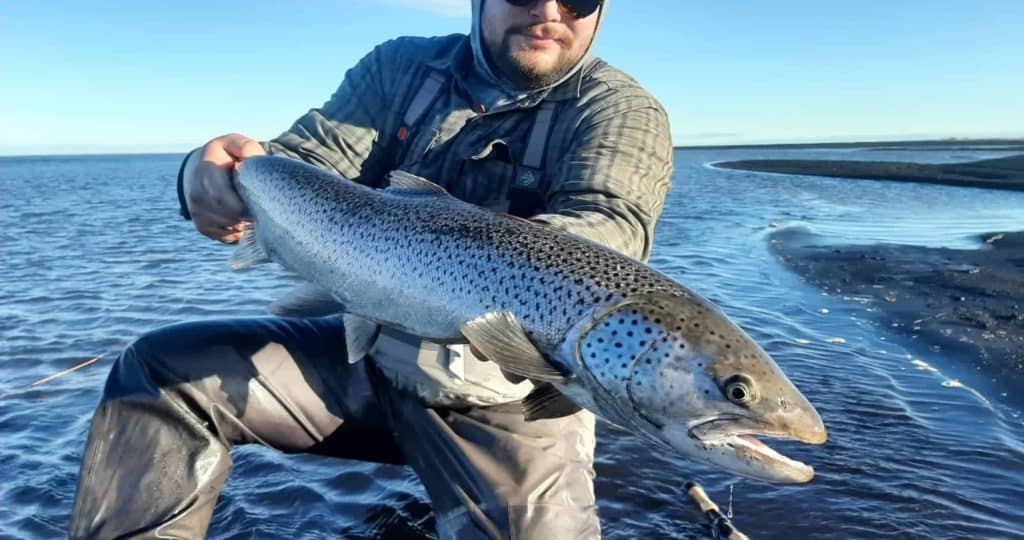 Vatnamót sjóbirtingur